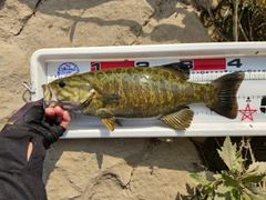 スモールマウスバスの釣果