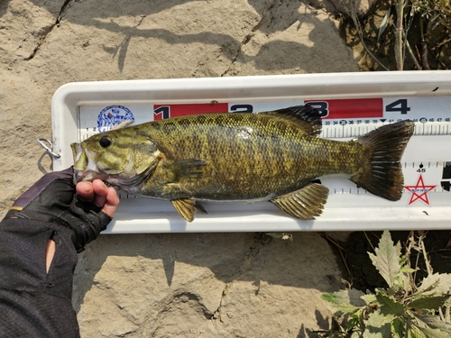 スモールマウスバスの釣果