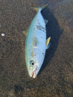 ワカシの釣果