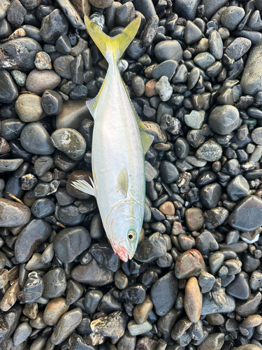 ワカシの釣果