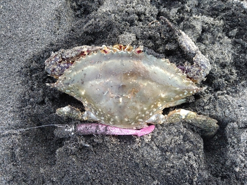 ワタリガニの釣果