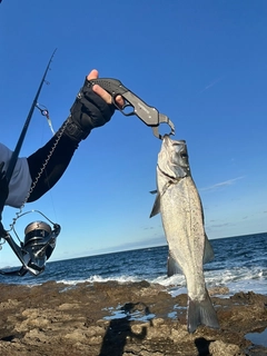 ヒラスズキの釣果