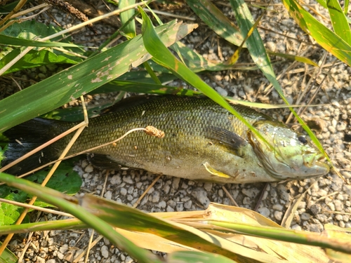 スモールマウスバスの釣果