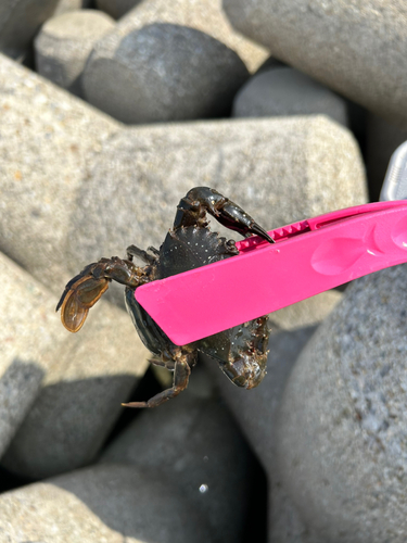 カニの釣果