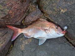 タイの釣果