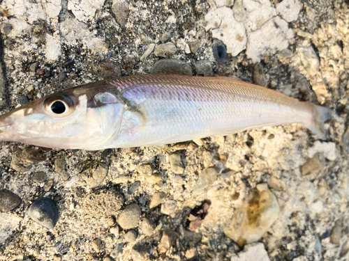 キスの釣果