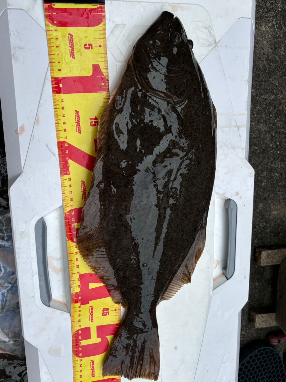 あや🐟さんの釣果 3枚目の画像