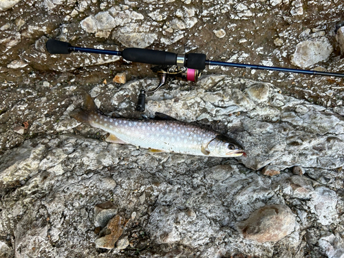 アメマスの釣果