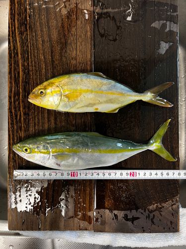 ショゴの釣果