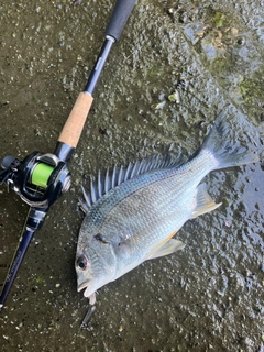 キビレの釣果