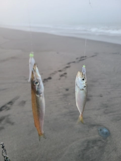 カマスの釣果