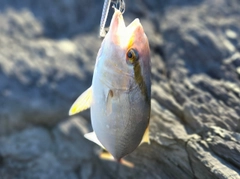 シオの釣果