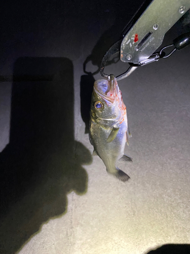 スズキの釣果