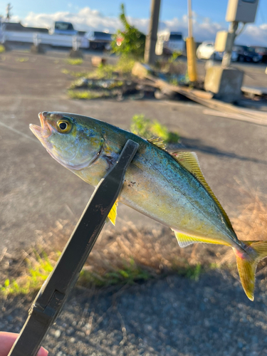 ワカシの釣果