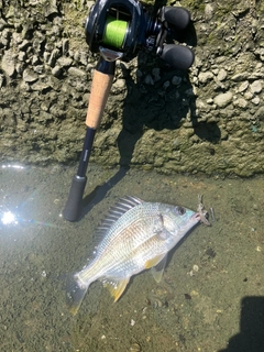 キビレの釣果