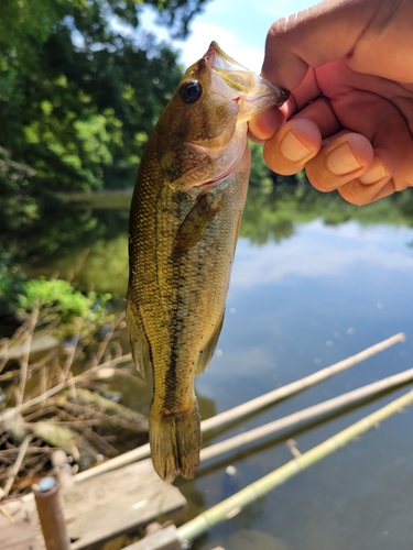 ラージマウスバスの釣果