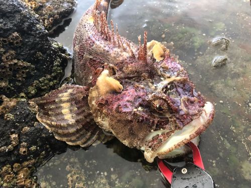 トウベツカジカの釣果