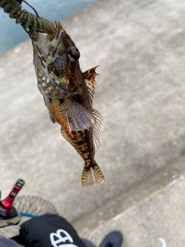 アナハゼの釣果