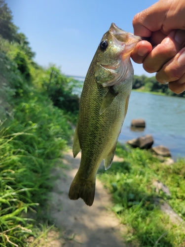 ラージマウスバスの釣果