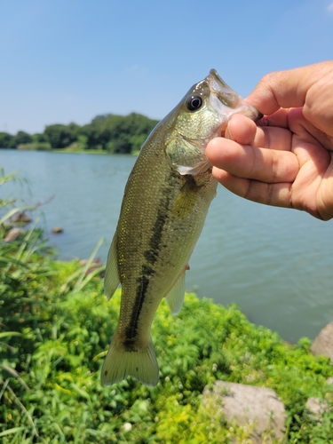 ラージマウスバスの釣果