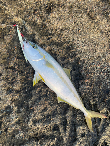 ヒラマサの釣果