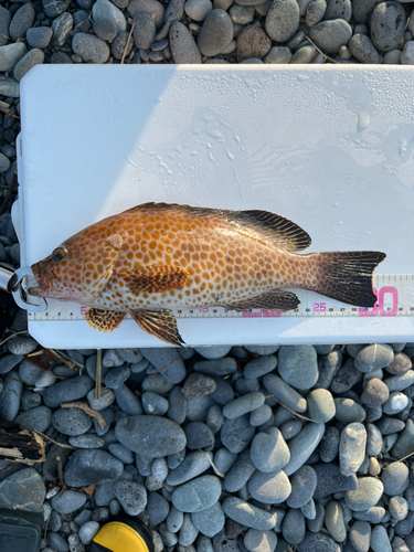 オオモンハタの釣果