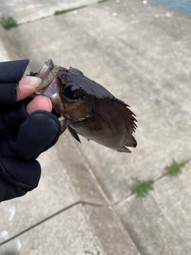 クロメバルの釣果