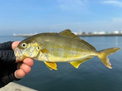 ショゴの釣果