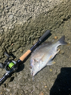 キビレの釣果