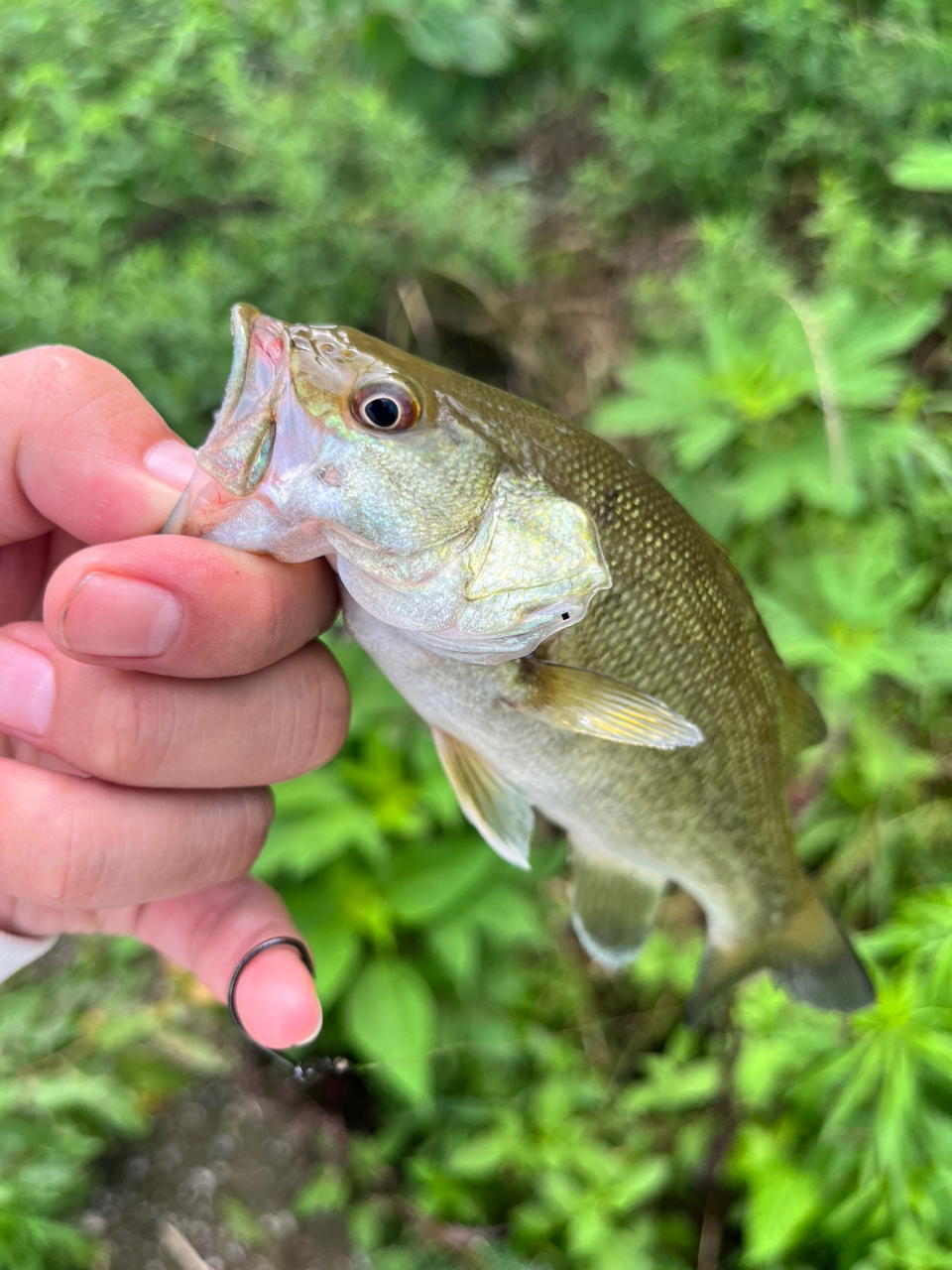 スモールマウスバス