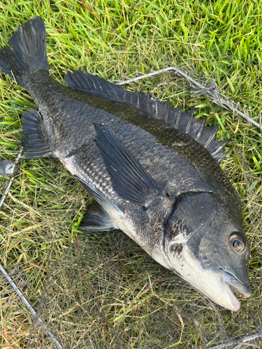 チヌの釣果