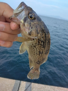 クロソイの釣果