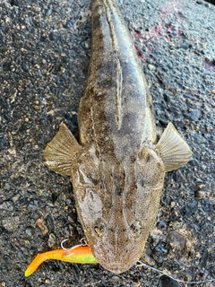 マゴチの釣果