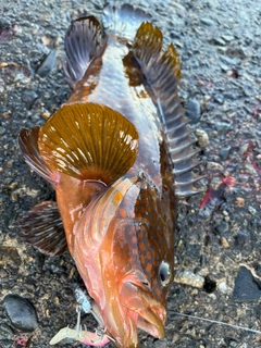 アコウの釣果