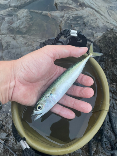 サバの釣果