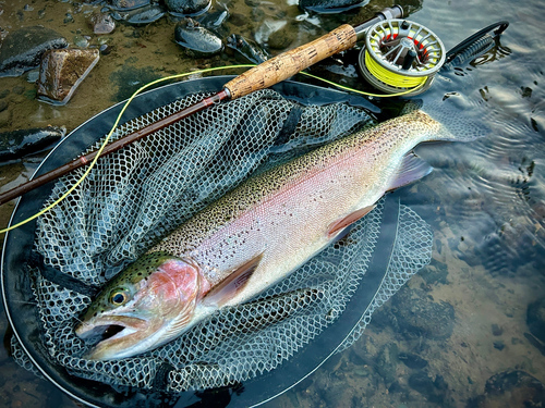 ニジマスの釣果