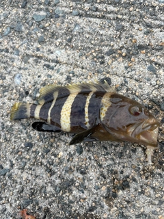 アオハタの釣果