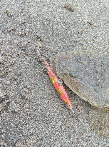 マゴチの釣果