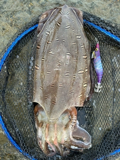 モンゴウイカの釣果