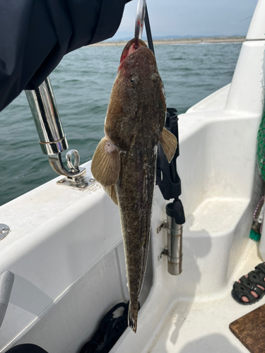 マゴチの釣果