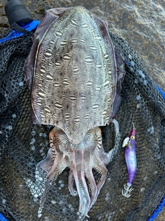 モンゴウイカの釣果