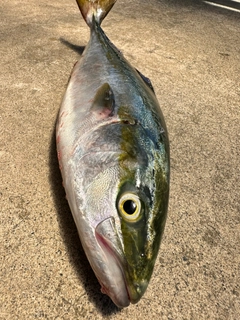 ハマチの釣果