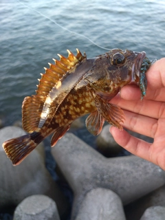 カサゴの釣果