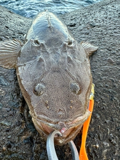 マゴチの釣果