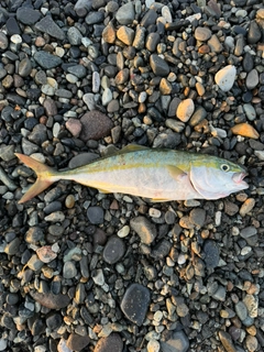 イナダの釣果