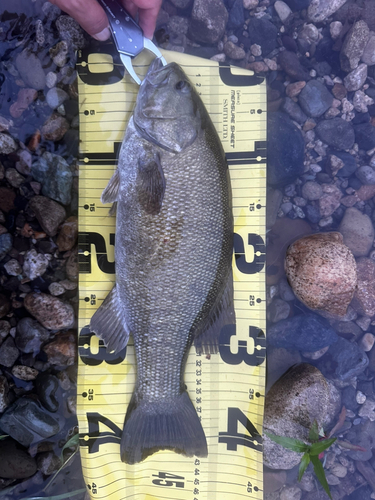 スモールマウスバスの釣果