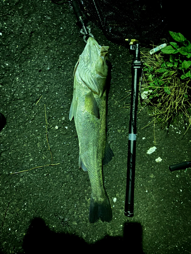 マルスズキの釣果