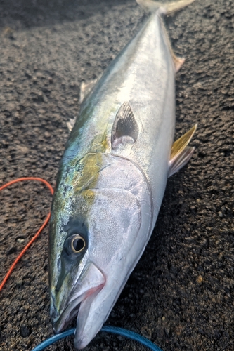 ワラサの釣果