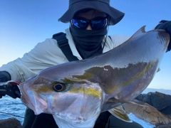 カンパチの釣果