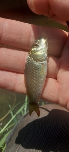 フナの釣果